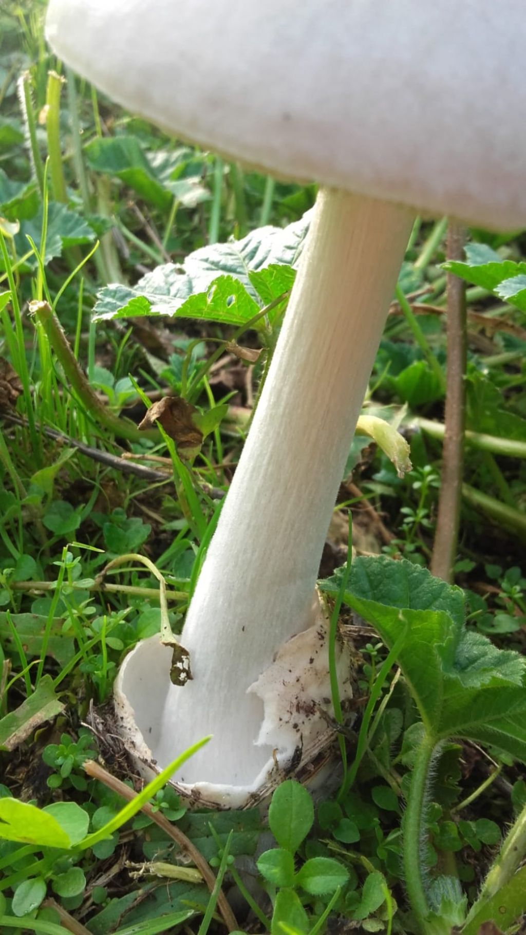 riconoscimento funghi parco di casa (roma caffarella)